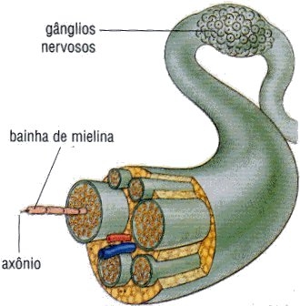 Il sistema nervoso - IL SISTEMA NERVOSO CENTRALE, IL MIDOLLO SPINALE, L'ENCEFALO